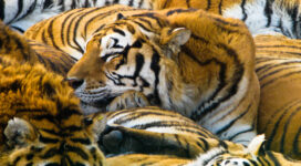 Sleeping Tigers7321497 272x150 - Sleeping Tigers - tigers, Sleeping, Dove